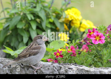 Vogelfütterung Stockfoto