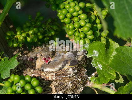 Eurasischen Feldsperling (Passer montanus). neugeborenes Baby birds in Nest auf einem Weinberg Stockfoto