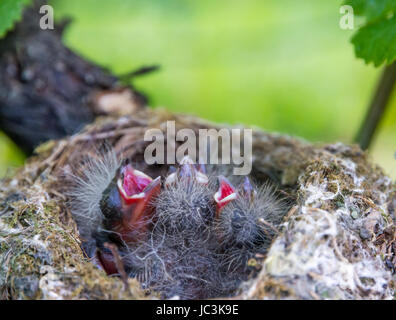 Kleine hungrige Erpressungsvögel im Nest. Turdus merula Stockfoto