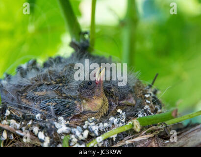 Kleine hungrige Erpressungsvögel im Nest. Turdus merula Stockfoto