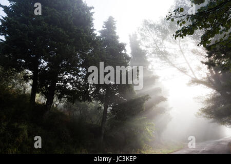 Leistungsstarke Sonnenstrahlen schneiden durch den Nebel auf einer Straße, in der Mitte einige Bäume in den Schatten Stockfoto