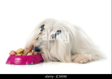 Coton de Tulear vor weißem Hintergrund Stockfoto