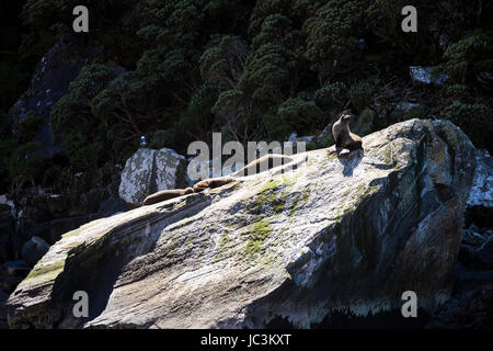 Eine kleine Dichtung Kolonie Aalen in der Sonne auf einem großen Felsen, Milford Sound, Südinsel, Neuseeland Stockfoto