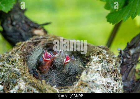 Kleine hungrige Erpressungsvögel im Nest. Turdus merula Stockfoto