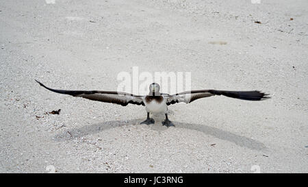 Masked Booby auf Aldabra, Seychellen Stockfoto