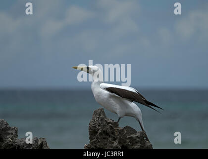 Masked Booby auf Aldabra, Seychellen Stockfoto