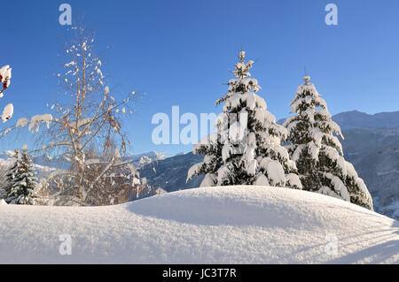 Tannen bedeckt mit Schnee unter blauem Himmel Stockfoto