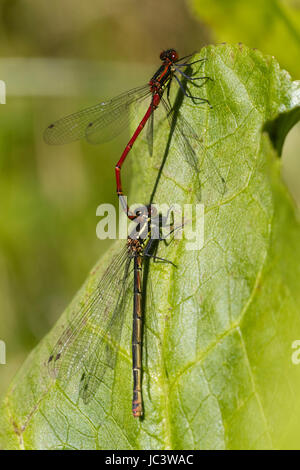Gestecktes paar große rote Libellen, Pyrrhosoma Nymphula.  Weiblich ist die Melanotum Form, rote Männchen oben Stockfoto