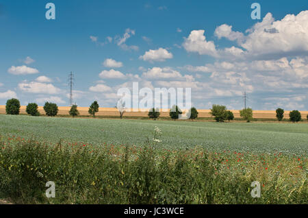 Landschaftsfoto von Mohnfeld mit Bäumen und Strommasten am Horizont Stockfoto