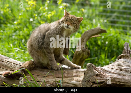 Schottische Wildkatze Zuchtprogramm im britischen Wildlife Centre Surrey. Felix Sylvestris größer als Tabby Katze mit schwarzen Spitzen buschige Rute. Stockfoto