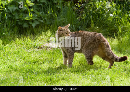 Schottische Wildkatze Zuchtprogramm im britischen Wildlife Centre Surrey. Felix Sylvestris größer als Tabby Katze mit schwarzen Spitzen buschige Rute. Stockfoto