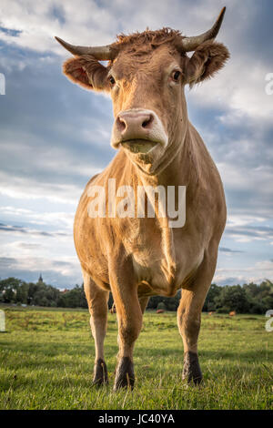 Eine Braune Kuh Steht Auf der Weide Und Blickt in Die Kamera. Stockfoto