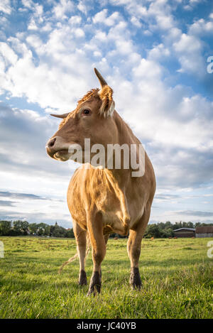 Eine Braune Kuh Steht Auf der Weide Und Blickt Seitlich aus Dem Bild Heraus. Stockfoto