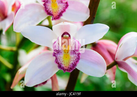 CYMBIDIUM ORCHIDEEN BLUSH MIT ROSA GEFLECKTE LIPPE Stockfoto