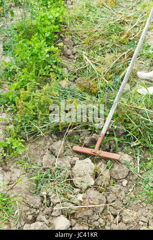 Sammeln von Grasschnitt von Rake in Garten im Sommer Stockfoto