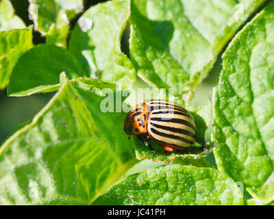 zehn gesäumten Kartoffelkäfer Kartoffel Blätter im Garten Stockfoto