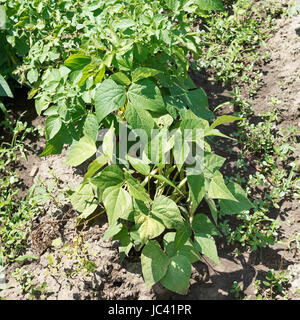 Grüne Bohne Busch im Garten im Sommertag Stockfoto