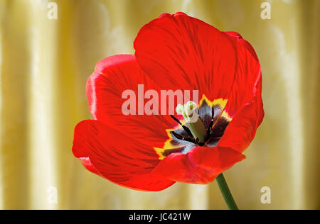 Eine große schöne Tulpe von leuchtend roter Farbe gegen die schön drapierte gelber Seide. Es wird durch eine enge, präsentiert. Stockfoto