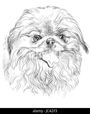 Vektor-Porträt der Pekinese Hund in schwarzer Farbe Handzeichnung Illustration auf weißem Hintergrund Stock Vektor