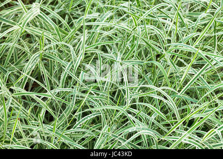 natürlichen Hintergrund von nassen grünen Grashalmen Carex Morrowii Japonica dekorative nach Regen Stockfoto