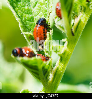 Kartoffel-Bug Larve essen Kartoffeln Blätter im Garten Stockfoto