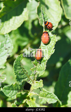 einige Larven der Kartoffelkäfer Kartoffeln im Garten essen Nahaufnahme Stockfoto