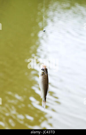 fischten aus Fluss kleine Brassen hängen auf der Linie, Kuban, Russland Stockfoto