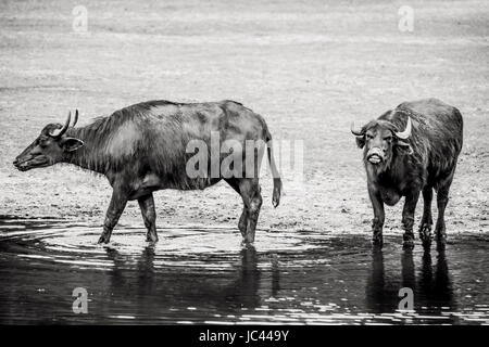 Hochauflösende Fotos in bester Qualität Stockfoto