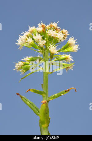 Weiße Pestwurz (Petasites Albus) Stockfoto