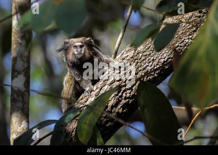 Schwarz-angebundene Marmoset sitzen auf einem Baumstamm vor, Chapada Diamantina, Brasilien Stockfoto