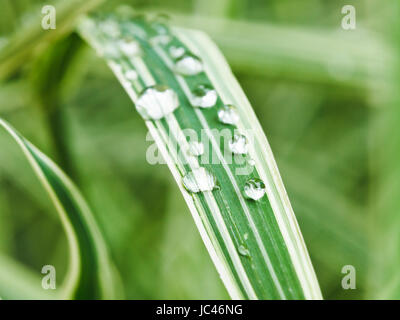 Regentropfen auf grünen Blättern des Carex Morrowii Variegata hautnah Stockfoto