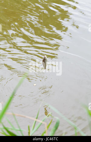 befischten kleine Brassen Angelhaken hängen, über den Fluss Kuban, Russland Stockfoto