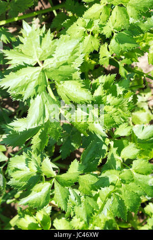 Blätter der Knollensellerie Kraut im Garten im Sommertag Stockfoto