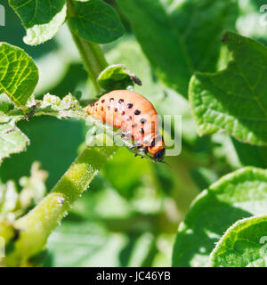 Larve der Kartoffelkäfer isst Kartoffel Blatt im Garten hautnah Stockfoto