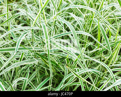 grüne Blätter von Carex Morrowii Variegata dekorativen Rasen nach Regen nass Stockfoto