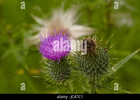 Blühende und verblasste blaue Blüte ein Mary Mariendistel (Silybum Marianum) genommen vor grünen Rasen. Stockfoto