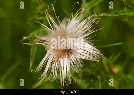 Verblasste blaue Blüte ein Mary Mariendistel (Silybum Marianum) vor grünen Rasen genommen. Stockfoto