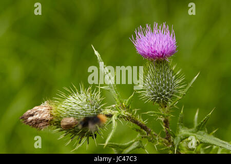 Blühende und verblasste blaue Blüte ein Mary Mariendistel (Silybum Marianum) genommen vor grünen Rasen. Stockfoto