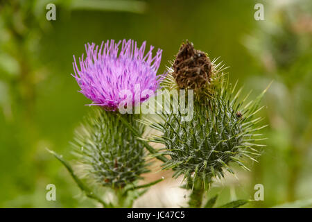 Blühende und verblasste blaue Blüte ein Mary Mariendistel (Silybum Marianum) genommen vor grünen Rasen. Stockfoto