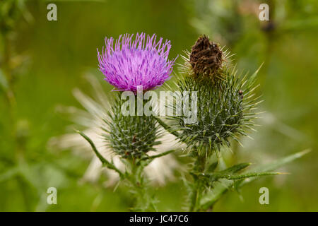 Blühende und verblasste blaue Blüte ein Mary Mariendistel (Silybum Marianum) genommen vor grünen Rasen. Stockfoto
