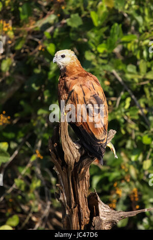 Nahaufnahme von einem schwarzen Kragen Habicht sitzen an einem toten Baumstamm, Pantanal, Brasilien Stockfoto