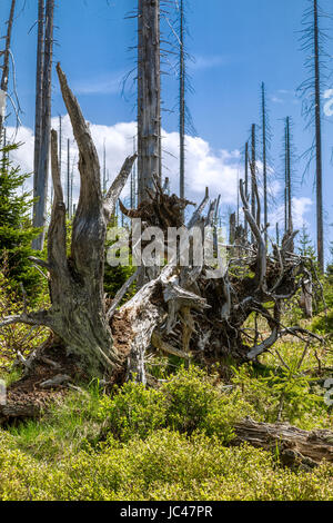 Waldsterben in den Bayerischen Wald auf dem Lusen Stockfoto