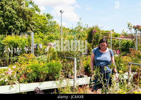 Frau shopping für Pflanzen in einem Garten-Center. Stockfoto