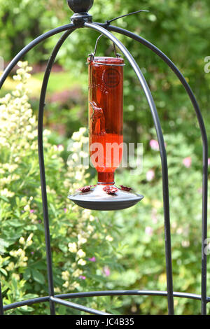 Brillante crimson Feeder voller Zucker Wasser lockt Kolibris in einen Garten. Stockfoto
