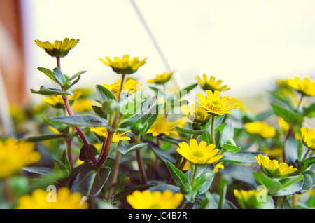 Kleine gelbe Blumen auf dem Holz Hintergrund Stockfoto
