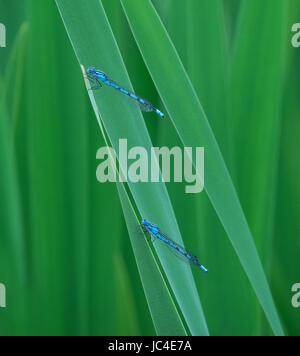 Ein paar von Azure Damselfly, Coenagrion Puella auf Schilf in Lancashire, UK Stockfoto