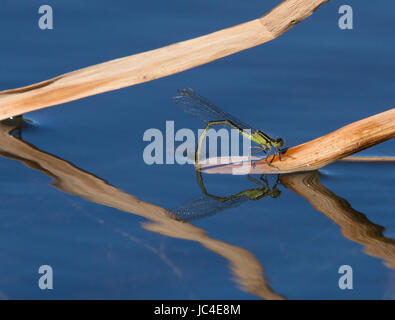 Weibliche gemeinsame blue Damselfly, Enallagma Cyathigerum, Eiablage auf Reed in einem Teich in Lancashire, UK Stockfoto