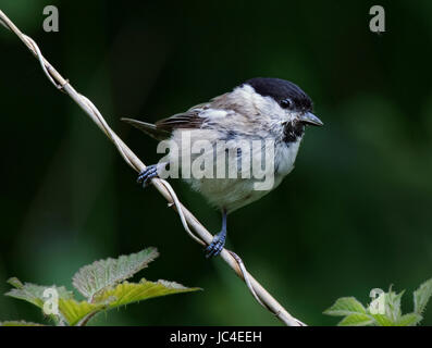 Mönchsgrasmücke, Sylvia Atricapilla, auf Barsch in Lancashire, UK Stockfoto