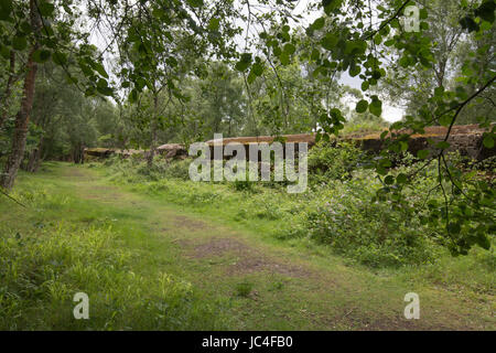 Der Atlantikwall in Hankley häufig, Surrey, UK Stockfoto