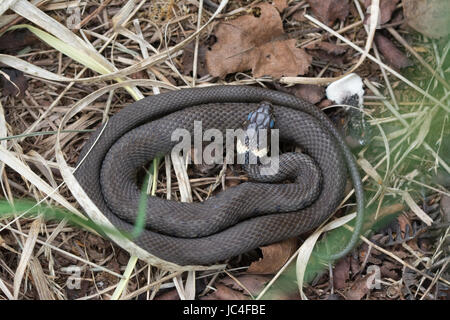 Ringelnatter (Natrix Natrix) in Surrey Heide Stockfoto